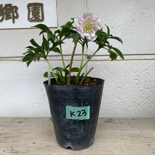 K23　花郷園★クリスマスローズ　ダブル咲き　5号苗ポット