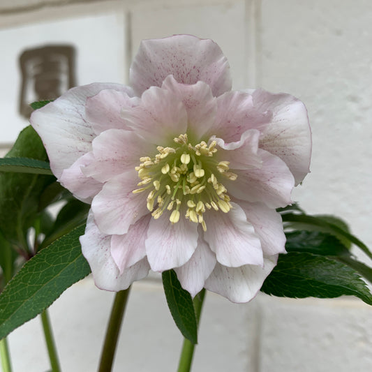 K23　花郷園★クリスマスローズ　ダブル咲き　5号苗ポット