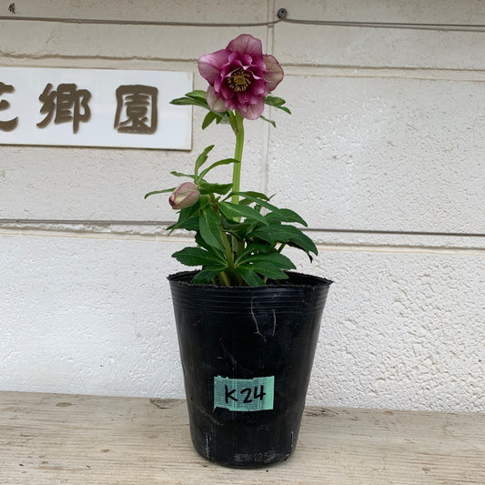 K24　花郷園★クリスマスローズ　ダブル咲き　5号苗ポット