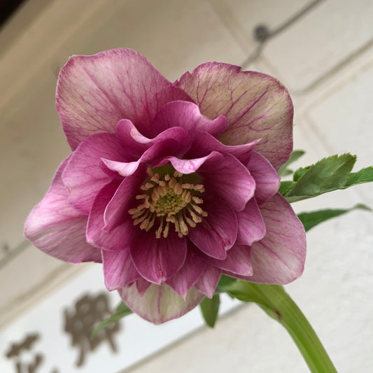 K24 花郷園★クリスマスローズ ダブル咲き 5号苗ポット