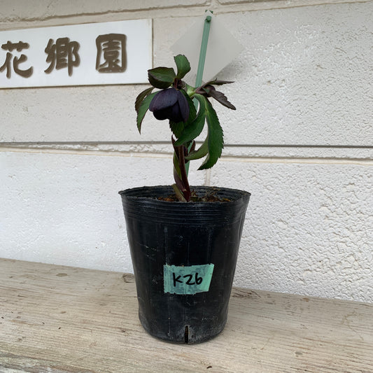 K26　花郷園★クリスマスローズ　シングル咲き　究極の黒　5号苗ポット