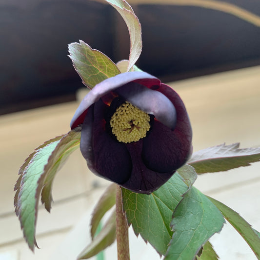 K26 花郷園★クリスマスローズ シングル咲き 究極の黒 5号苗ポット