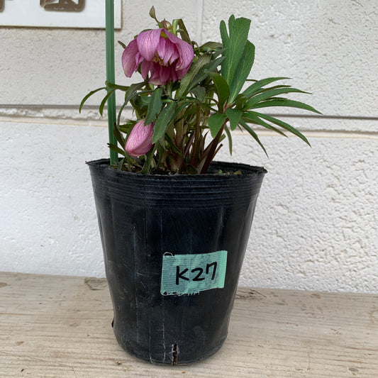 K27　花郷園★クリスマスローズ　ダブル咲き　アバニコ　5号苗ポット