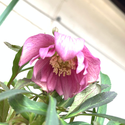 K27 花郷園★クリスマスローズ ダブル咲き アバニコ 5号苗ポット