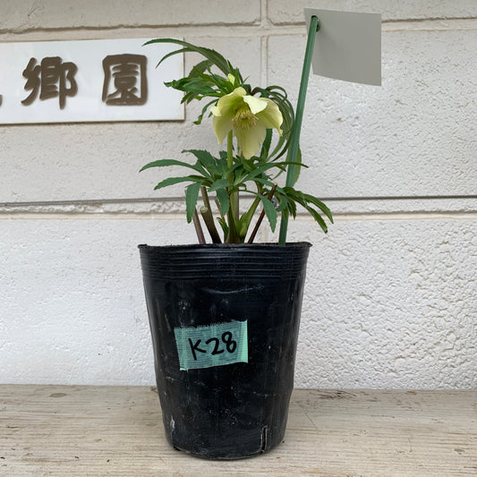 K28　花郷園★クリスマスローズ　シングル咲き　アバニコ　5号苗ポット