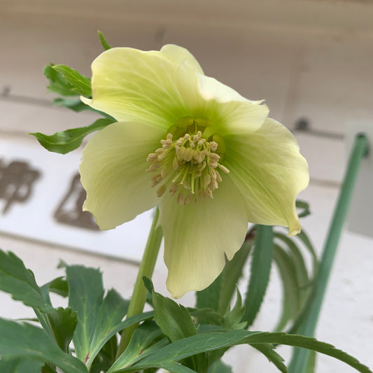 K28　花郷園★クリスマスローズ　シングル咲き　アバニコ　5号苗ポット