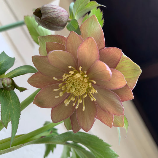 K29 花郷園★クリスマスローズ ダブル咲き モンブラン 5号苗ポット