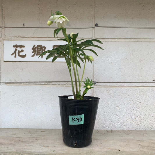 K30　花郷園★クリスマスローズ　ダブル咲き　　5号苗ポット