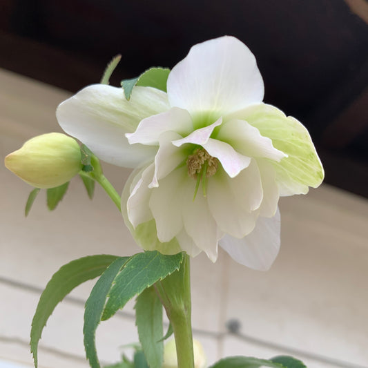 K30　花郷園★クリスマスローズ　ダブル咲き　　5号苗ポット