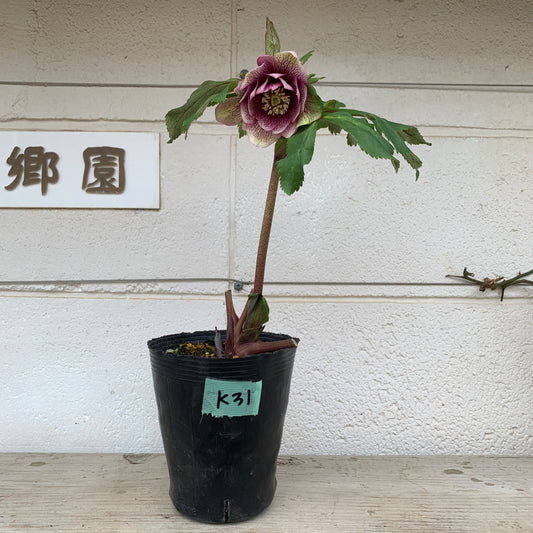 K31　花郷園★クリスマスローズ　ダブル咲き　5号苗ポット