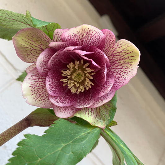 K31　花郷園★クリスマスローズ　ダブル咲き　5号苗ポット