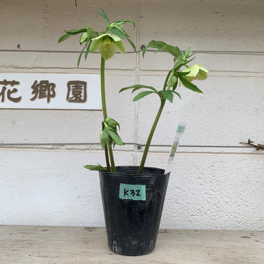 K32　花郷園★クリスマスローズ　リグリクス　5号苗ポット