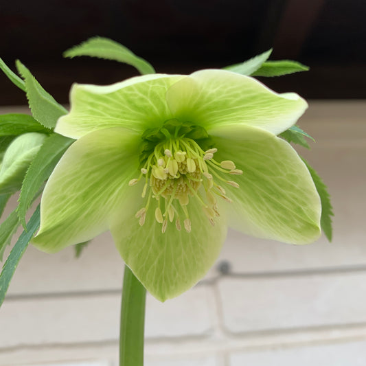 K32　花郷園★クリスマスローズ　リグリクス　5号苗ポット