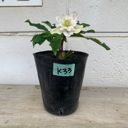 K33　花郷園★クリスマスローズ　ダブル咲き　　5号苗ポット