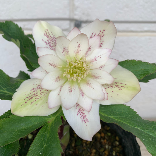 K33　花郷園★クリスマスローズ　ダブル咲き　　5号苗ポット