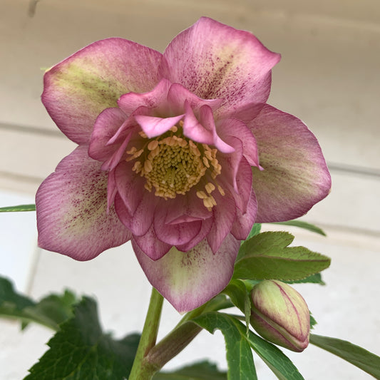 K34　花郷園★クリスマスローズ　ダブル咲き　5号苗ポット