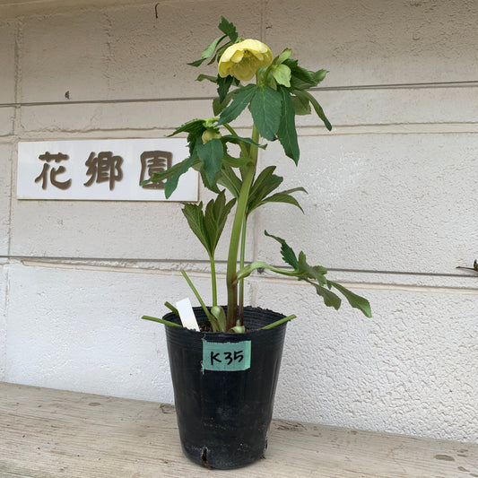 K35　花郷園★クリスマスローズ　ダブル咲き　5号苗ポット