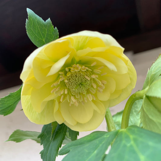 K35　花郷園★クリスマスローズ　ダブル咲き　5号苗ポット