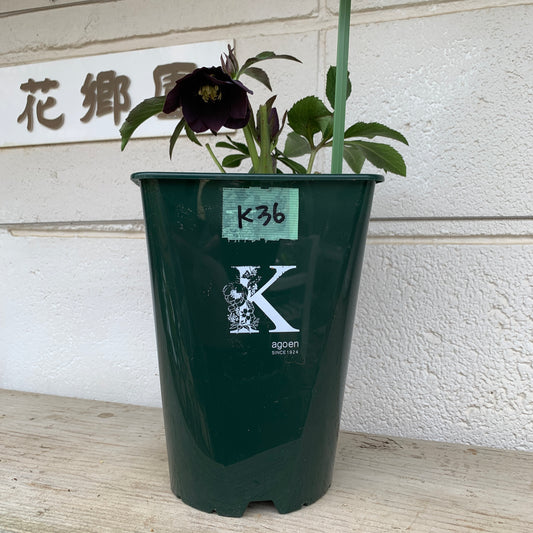 K36　花郷園★クリスマスローズ　パピエノワール　6号スリット鉢