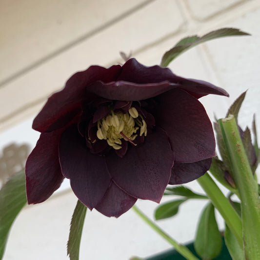 K36　花郷園★クリスマスローズ　パピエノワール　6号スリット鉢