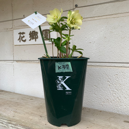 K37　花郷園★クリスマスローズ　パピエシトロン　6号スリット鉢