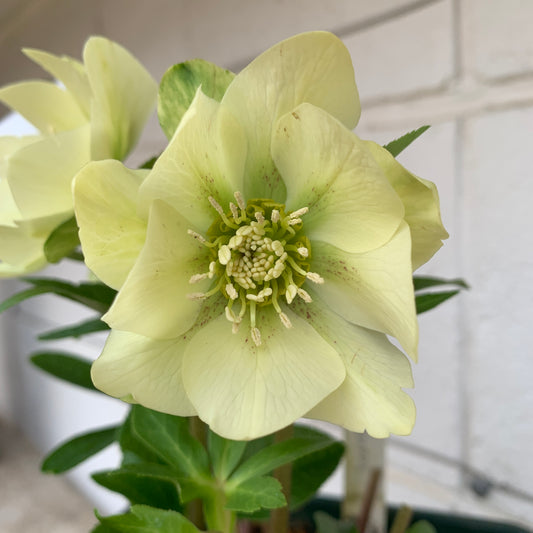 K37　花郷園★クリスマスローズ　パピエシトロン　6号スリット鉢