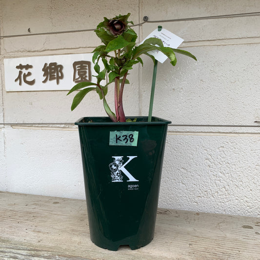 K38　花郷園★クリスマスローズ　パピエアンティーク　6号スリット鉢