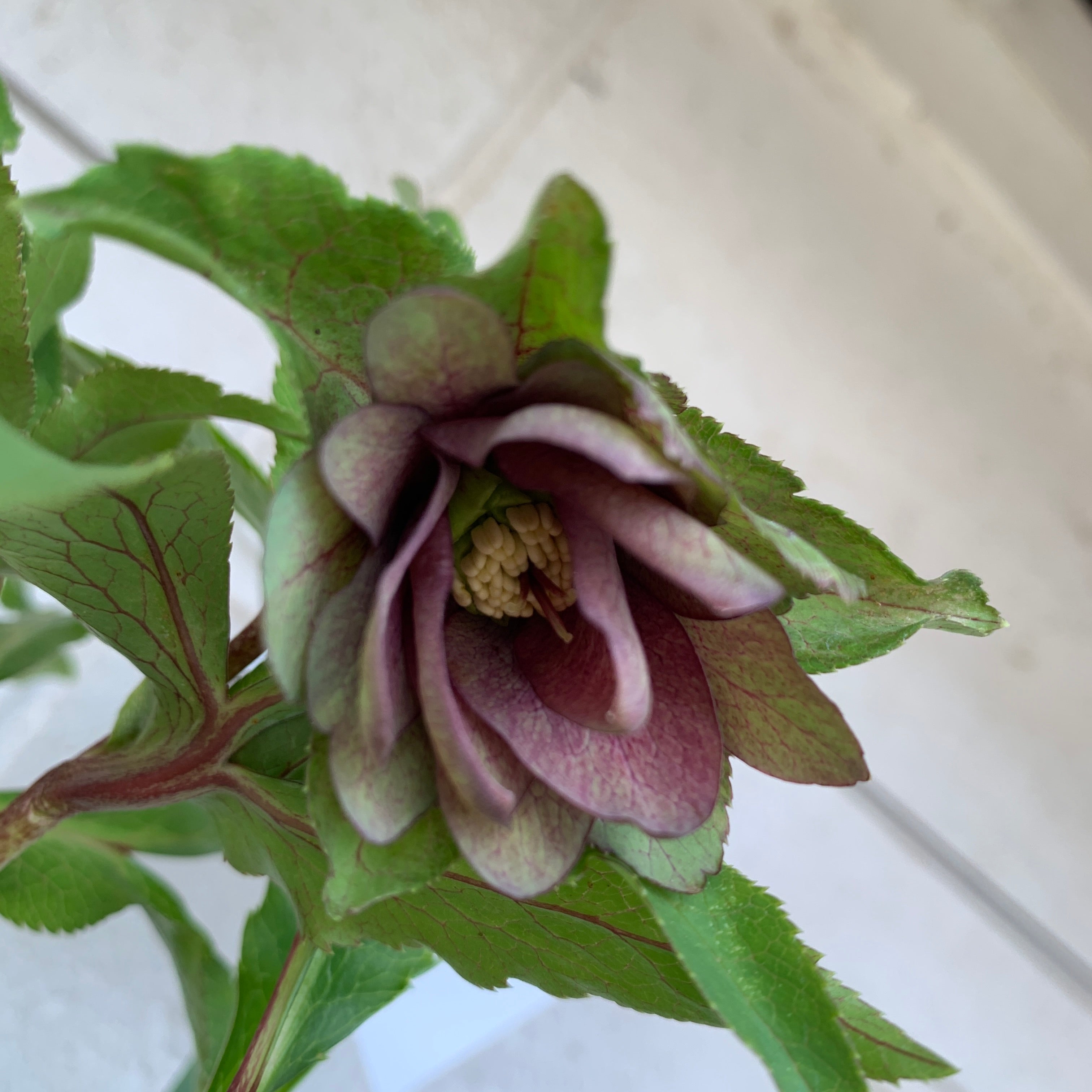 K38 花郷園☆クリスマスローズ パピエアンティーク 6号スリット鉢