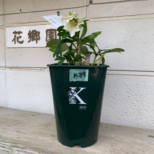 K39　花郷園★クリスマスローズ　パピエブランシュ　6号スリット鉢