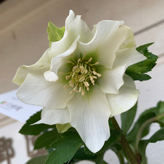 K39　花郷園★クリスマスローズ　パピエブランシュ　6号スリット鉢