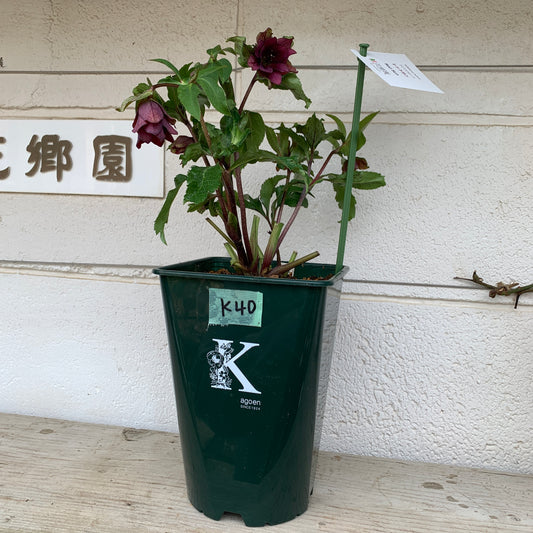 K40　花郷園★クリスマスローズ　レッドサン　6号スリット鉢