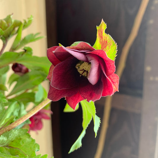 K40　花郷園★クリスマスローズ　レッドサン　6号スリット鉢