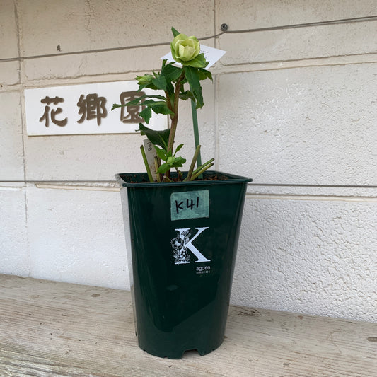 K41　花郷園★クリスマスローズ　パピエブランシュ　6号スリット鉢