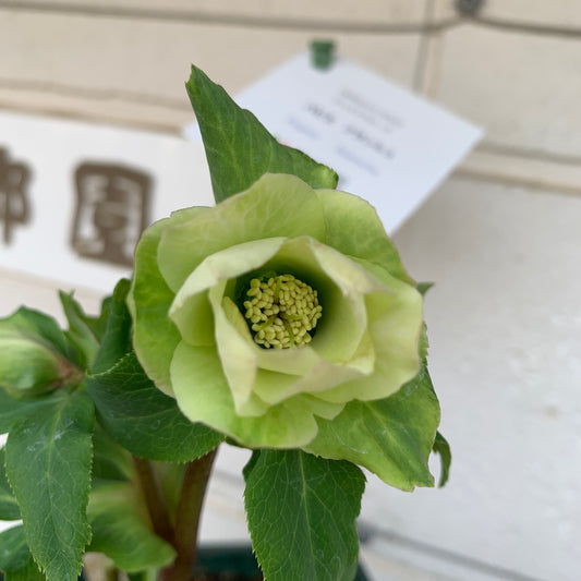 K41 花郷園★クリスマスローズ パピエブランシュ 6号スリット鉢