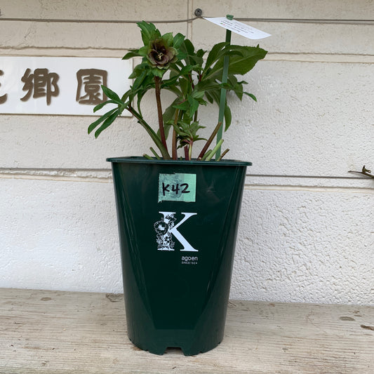 K42　花郷園★クリスマスローズ　パピエアンティーク　6号スリット鉢