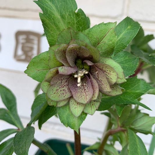 K42　花郷園★クリスマスローズ　パピエアンティーク　6号スリット鉢