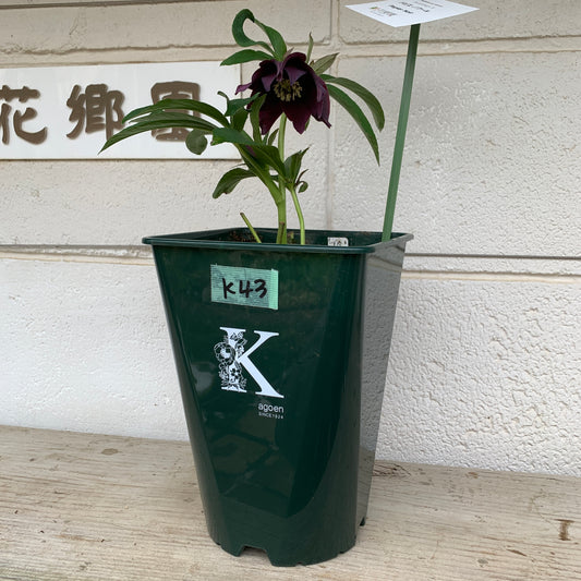 K43　花郷園★クリスマスローズ　パピエノワール　6号スリット鉢