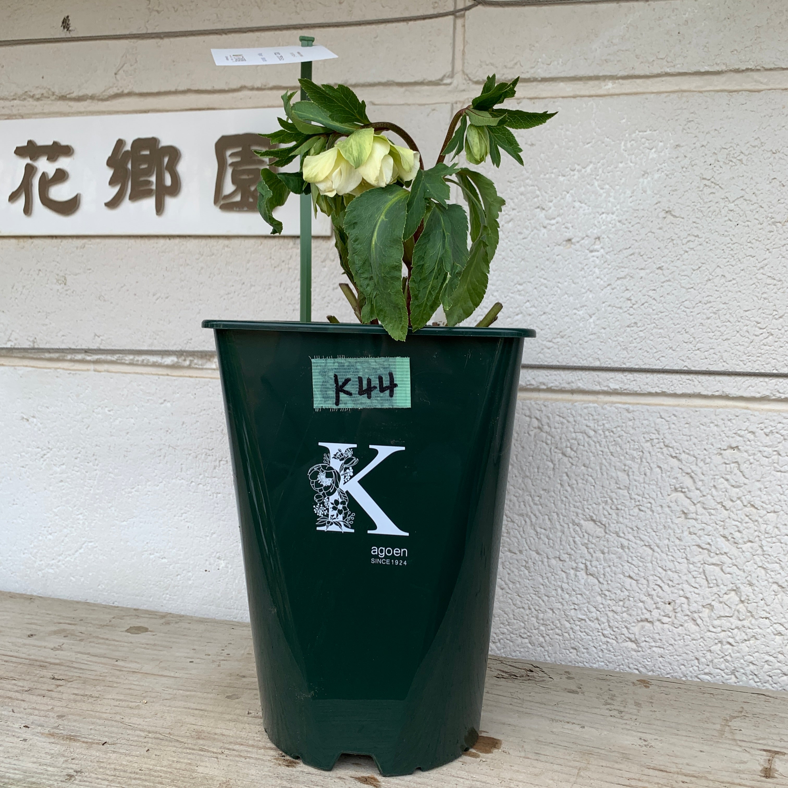 商品 – 植物家族
