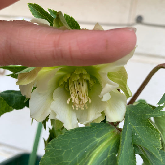 K44　花郷園★クリスマスローズ　パピエブランシュ　6号スリット鉢