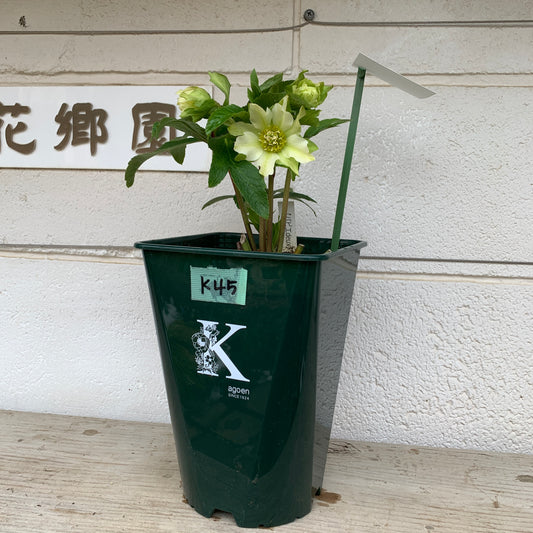 K45　花郷園★クリスマスローズ　パピエブランシュ　6号スリット鉢