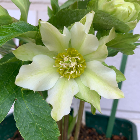 K45　花郷園★クリスマスローズ　パピエブランシュ　6号スリット鉢