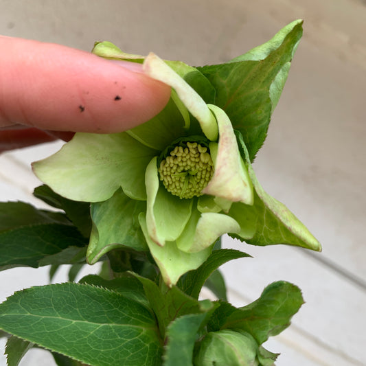 K46　花郷園★クリスマスローズ　パピエブランシュ　6号スリット鉢