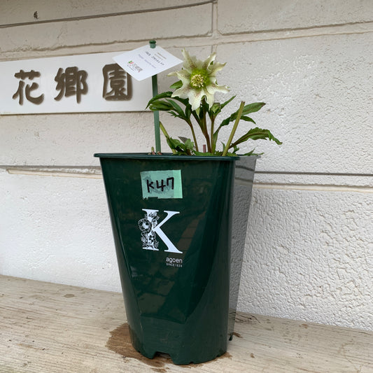 K47　花郷園★クリスマスローズ　パピエブランシュドゥ　6号スリット鉢