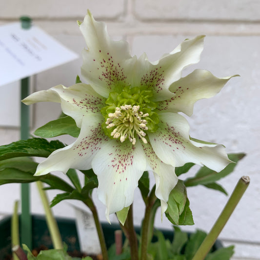 K47 花郷園★クリスマスローズ パピエブランシュドゥ 6号スリット鉢