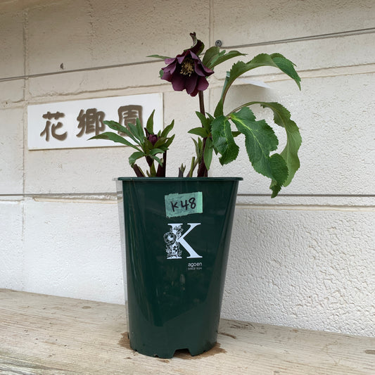 K48　花郷園★クリスマスローズ　パピエノワール　6号スリット鉢