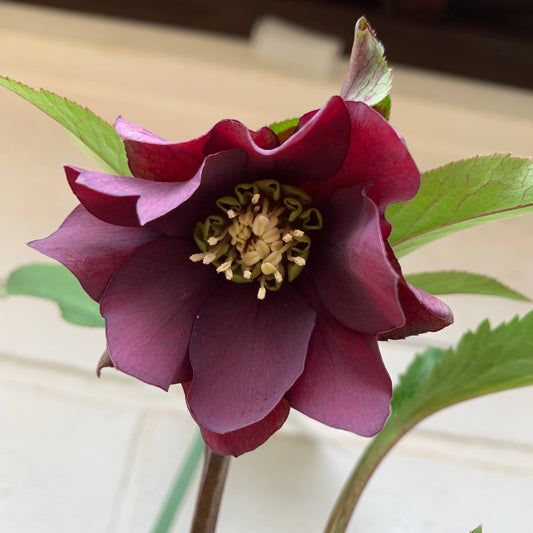 K48　花郷園★クリスマスローズ　パピエノワール　6号スリット鉢