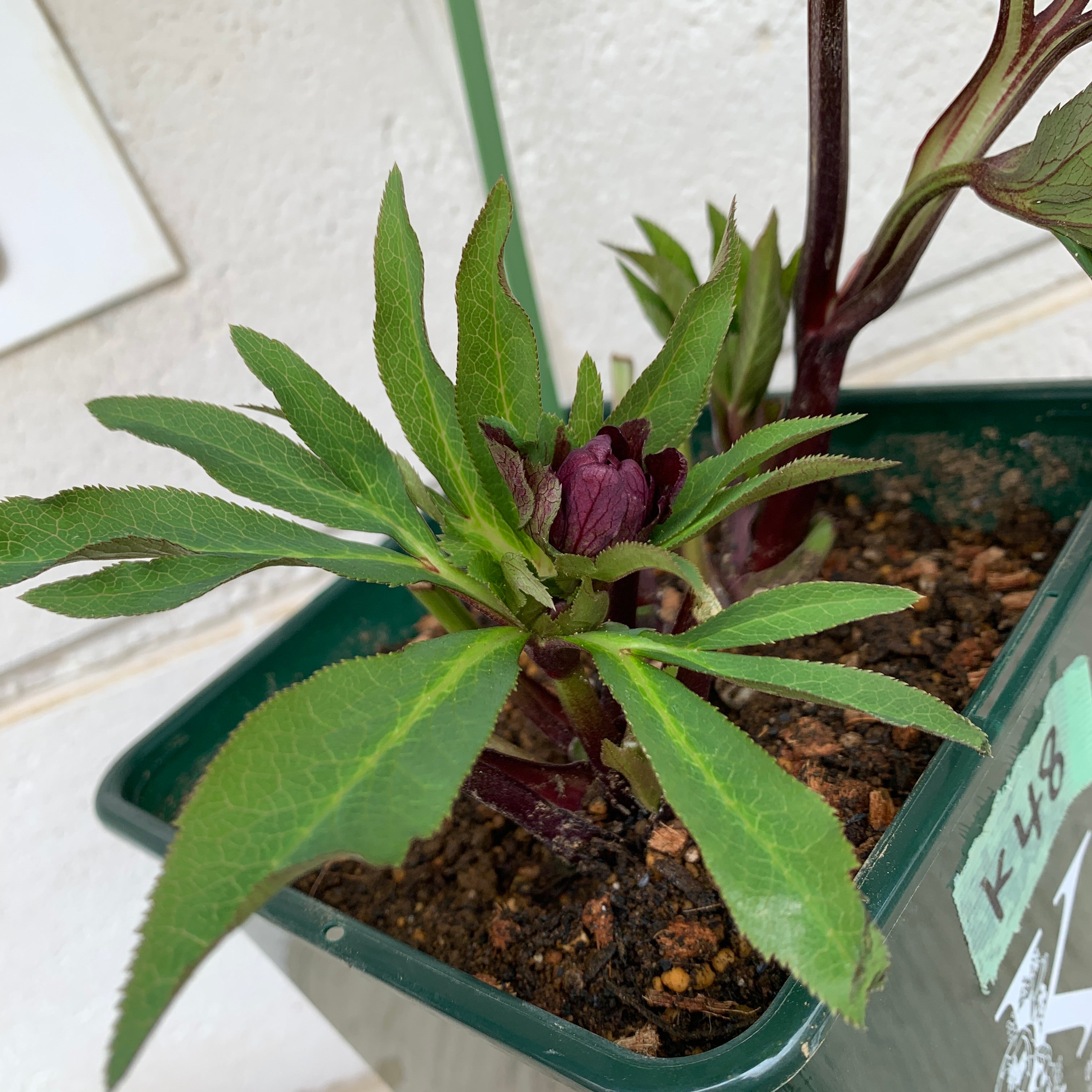 K48 花郷園☆クリスマスローズ パピエノワール 6号スリット鉢 – 植物家族