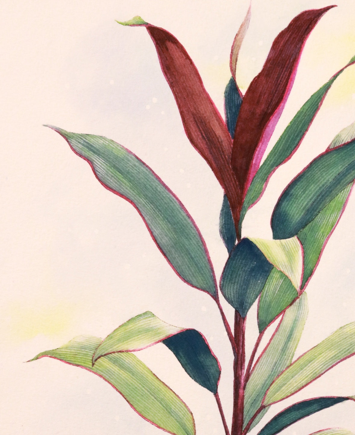 原画★コルジリネ　47.5×29cm