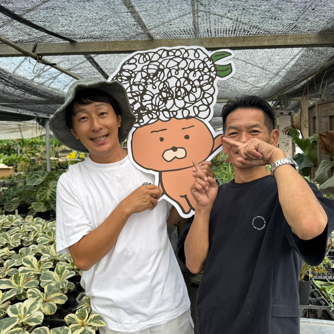 atsu_nekko_leaf様売約★モンステラ　タイコンステレーション