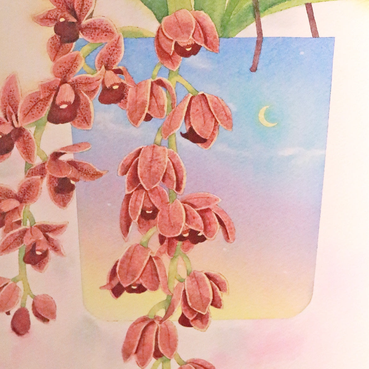 原画★和蘭　フォアゴットンフルーツ　37.5×30cm